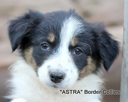 Tricolour Female, Smooth to Medium coated, Border collie puppy